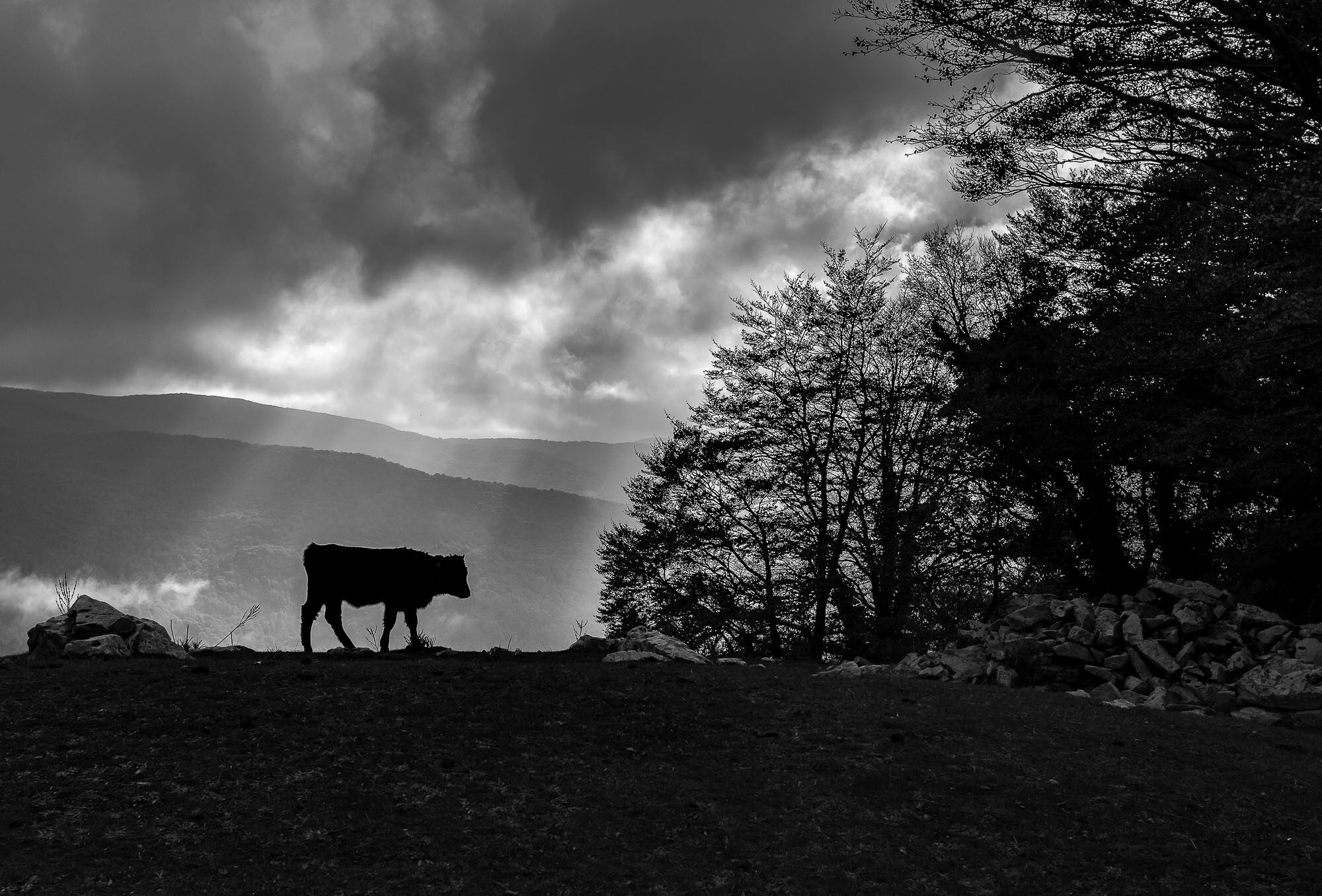 On a visit to Sicily's Nebrodi Park, not knowing a lot about the place. We went around Nebrodi Park and decided to stop and a place and wonder around. After a lot of hiking we found something that we like but it wasn't anything special.

When I was going to give up, the weather changed and this calf came to the edge of the mountain and I knew that this was the moment and how I was going to do it.