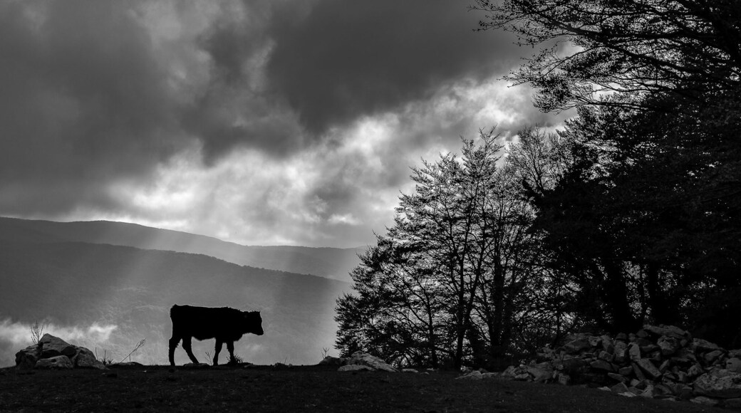 On a visit to Sicily's Nebrodi Park, not knowing a lot about the place. We went around Nebrodi Park and decided to stop and a place and wonder around. After a lot of hiking we found something that we like but it wasn't anything special.
When I was going to give up, the weather changed and this calf came to the edge of the mountain and I knew that this was the moment and how I was going to do it.