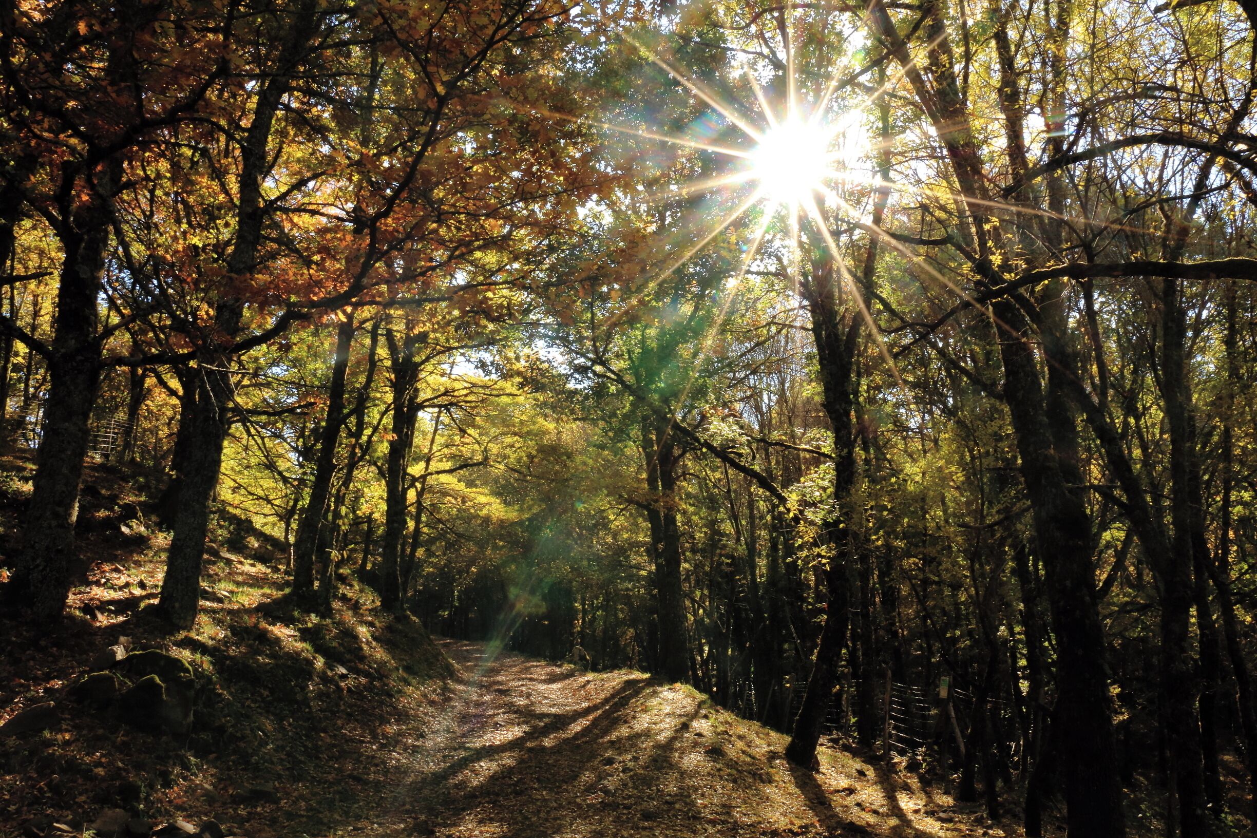 Nebrodi National Park is the largest park in Sicily, instituted in 1993.