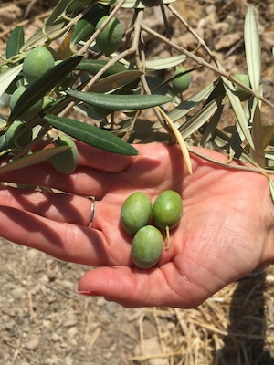 Picking olives in Sicily