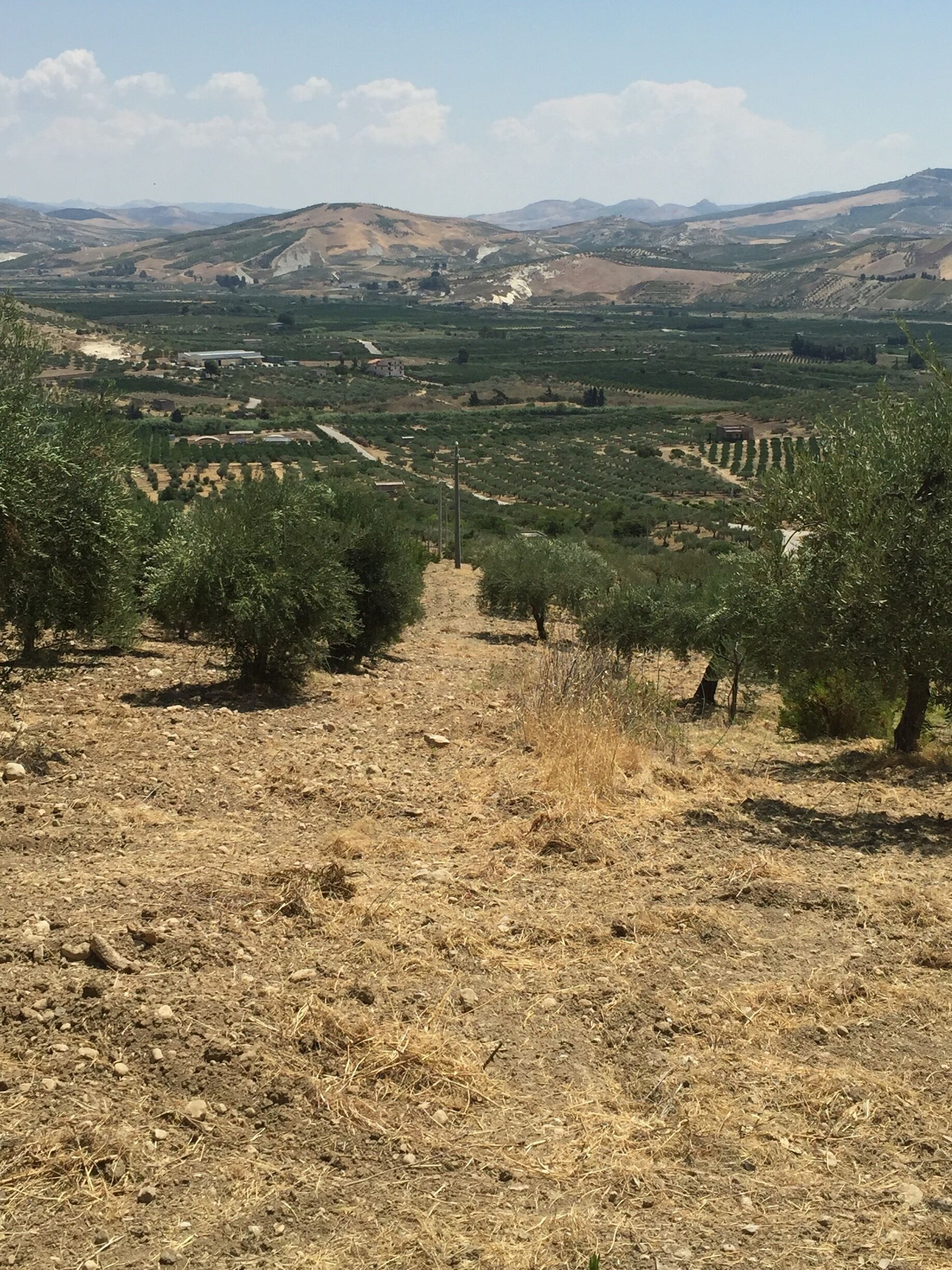 Olive orchards on our way to visit Cianciana, Sicily where my ancestors are from.