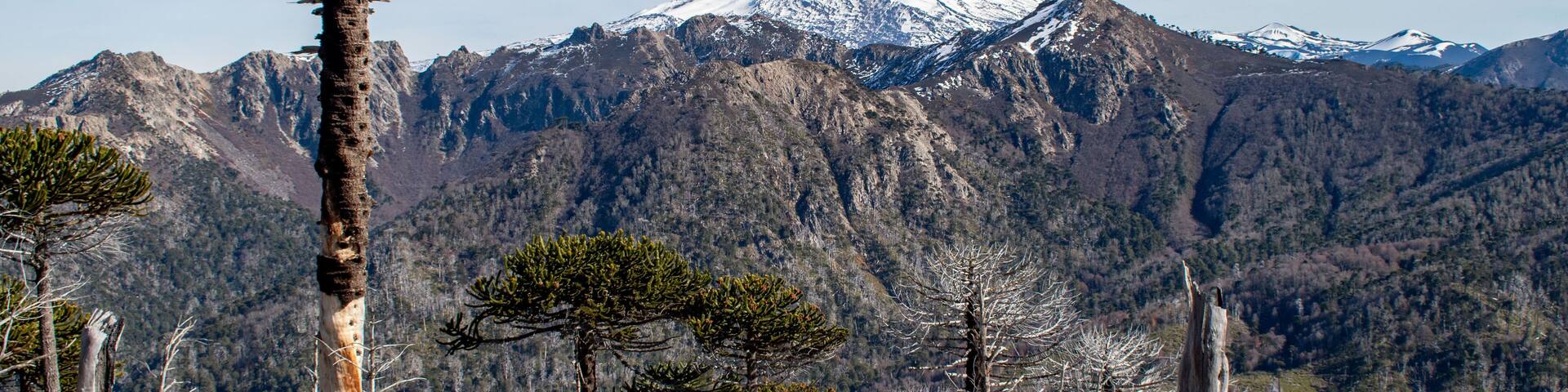 Llaima volcano from China Muerta National Reserve, Chile