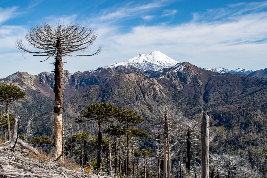 Llaima volcano from China Muerta National Reserve, Chile