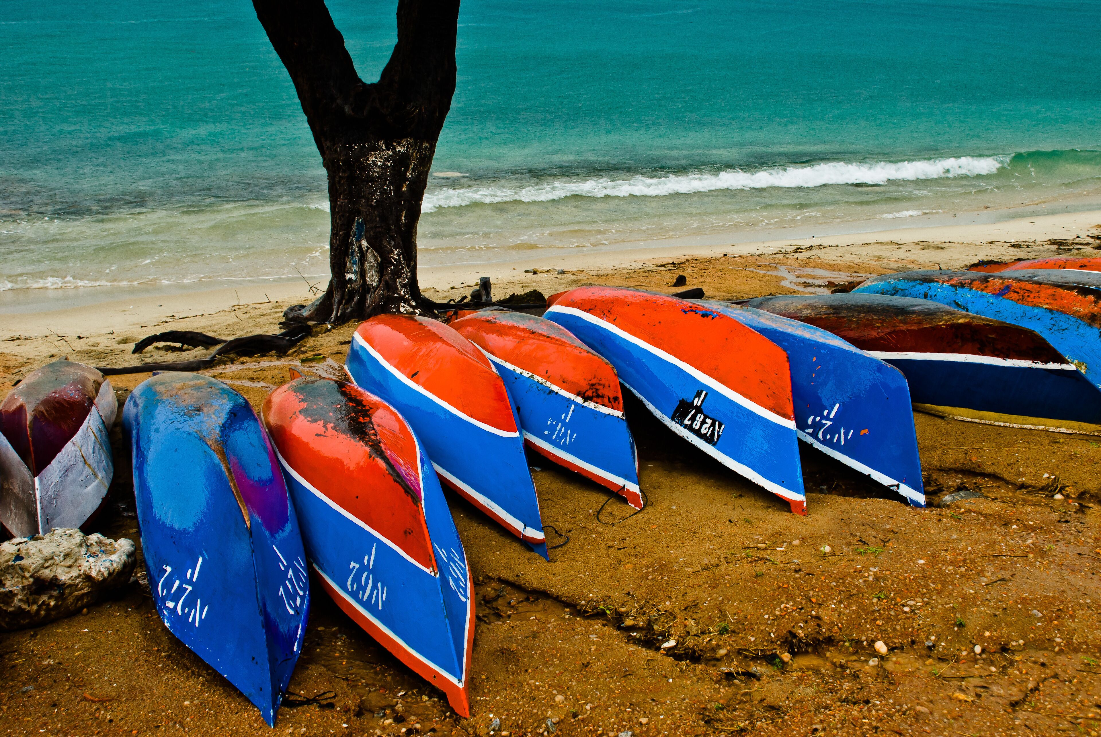 A beach with several colorful kayaks lined up near a tree.