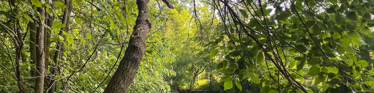 Little Wolf River in Symco Wisconsin on a Summer Day