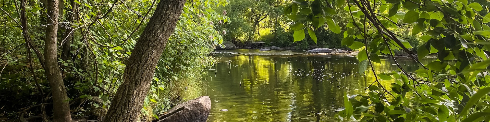 Un río tranquilo rodeado de abundante vegetación verde y árboles.