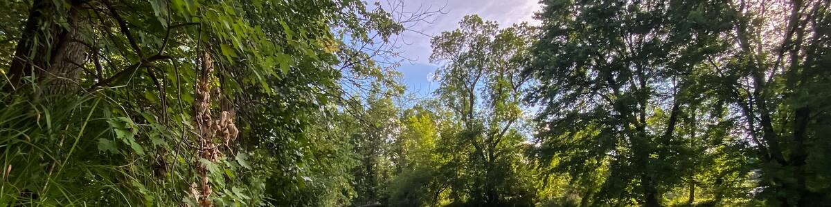 Little Wolf River in Symco Wisconsin on a Summer Day