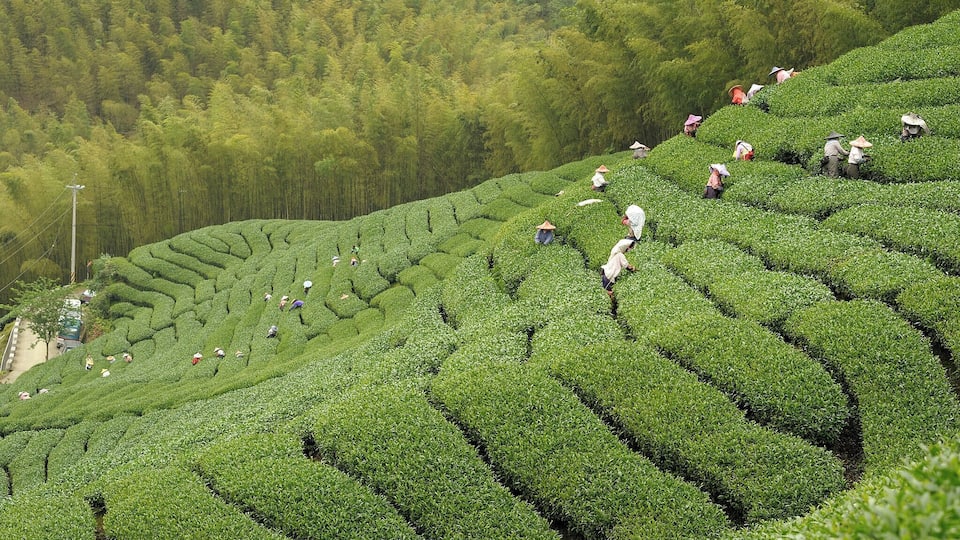 Terraced tea plantations with workers harvesting tea leaves.