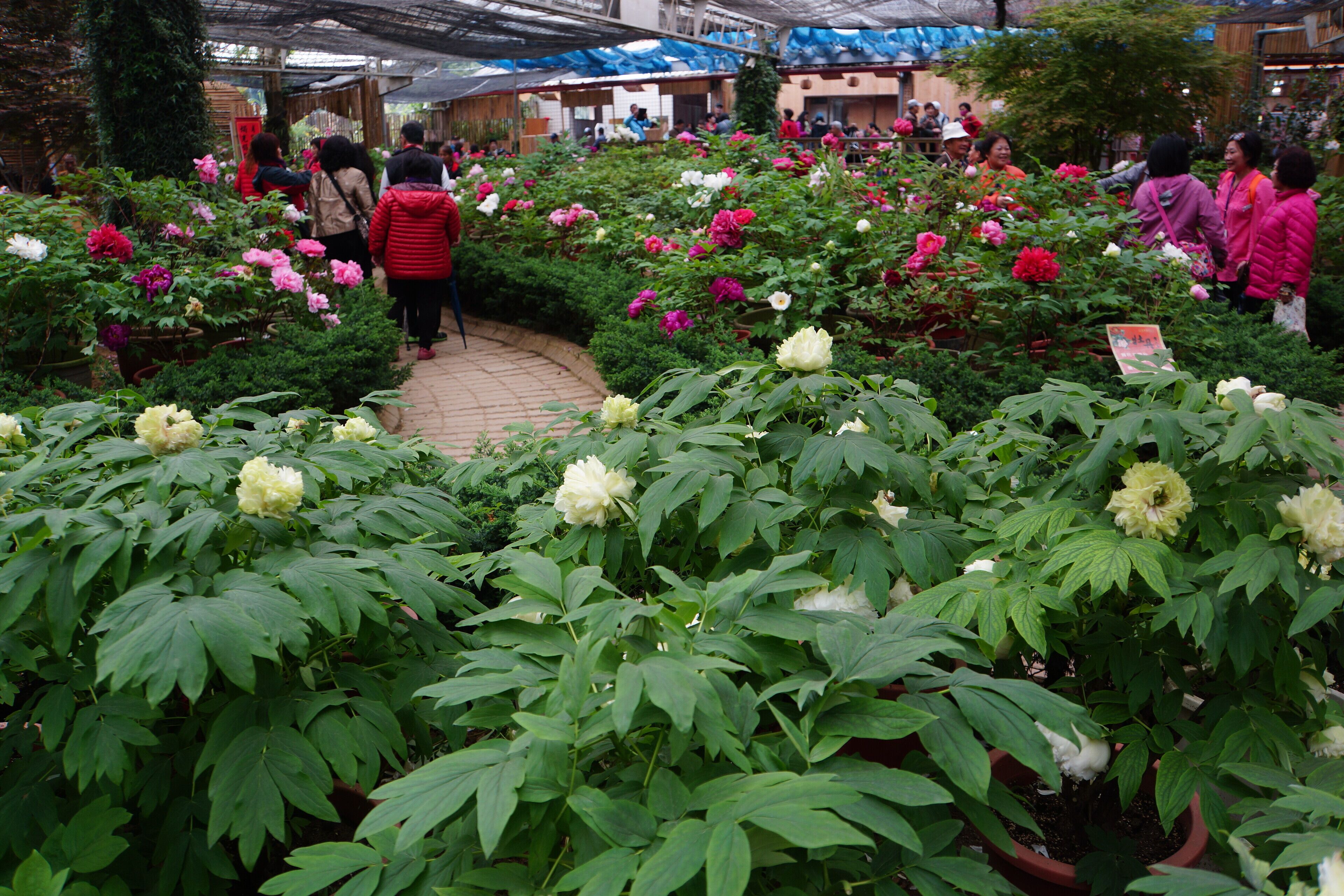 杉林溪牡丹園 Sun Link Sea Peony Garden