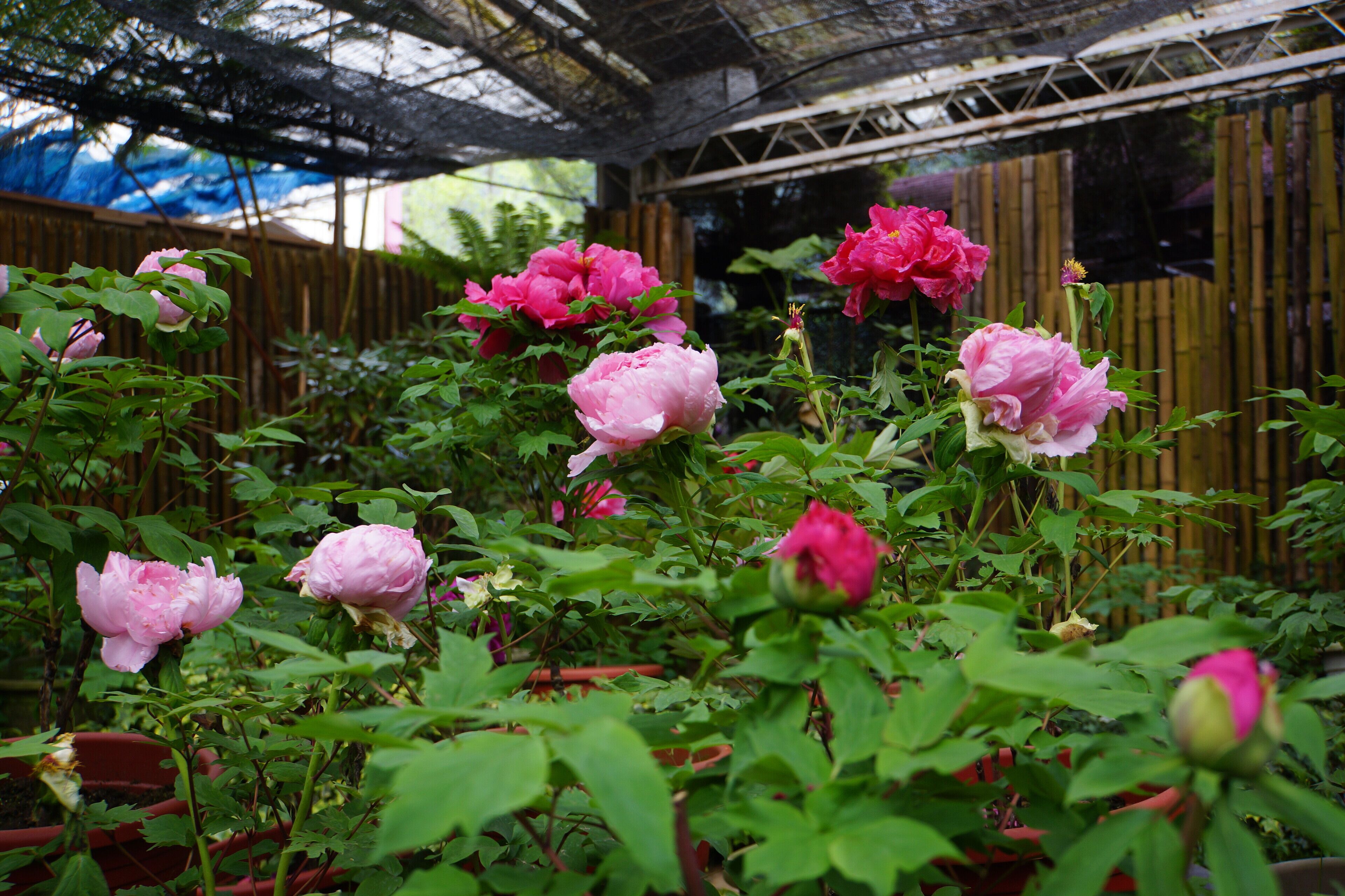 Shanlinxi Peony Garden 杉林溪牡丹園