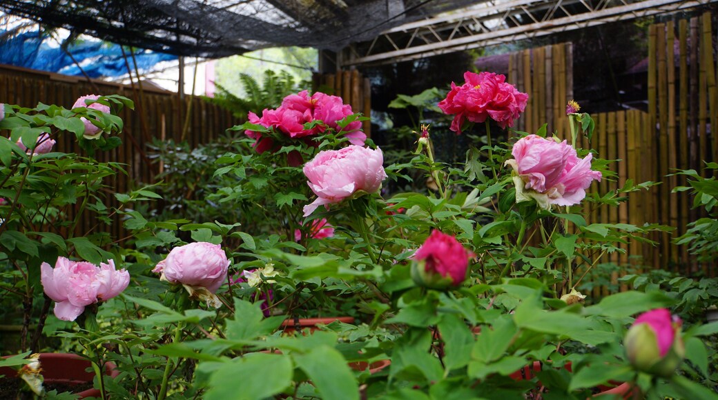 Shanlinxi Peony Garden 杉林溪牡丹園