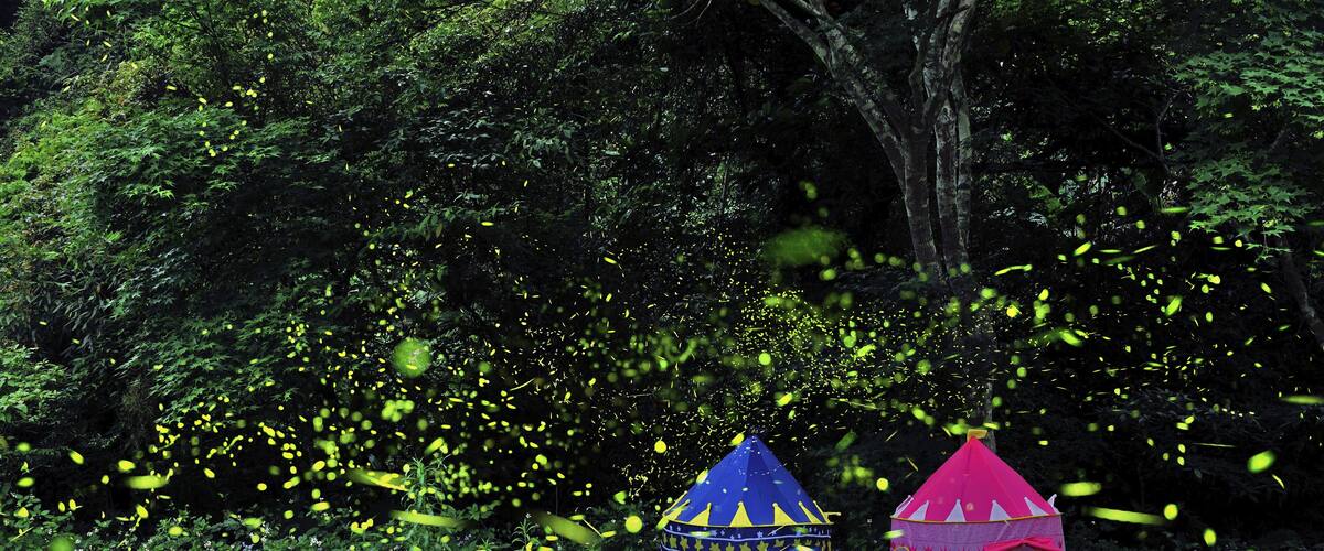 Firefly at the night in the Zhuolan Miaoli