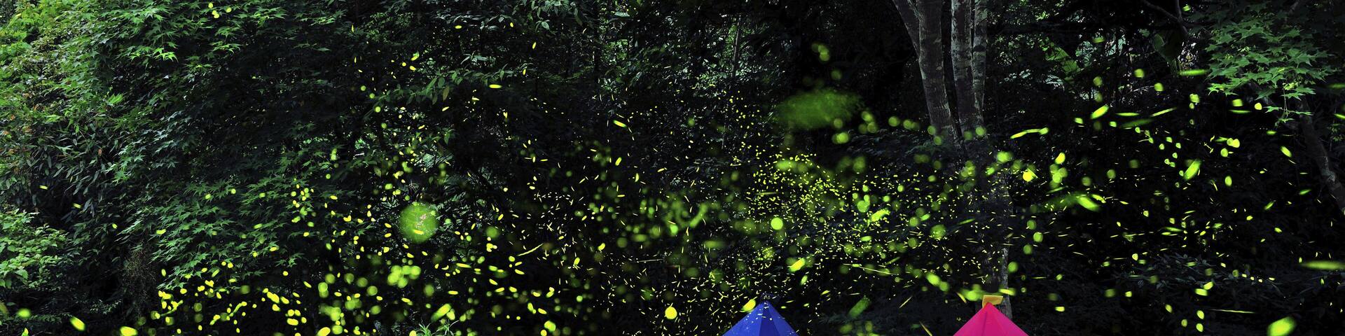 Firefly at the night in the Zhuolan Miaoli