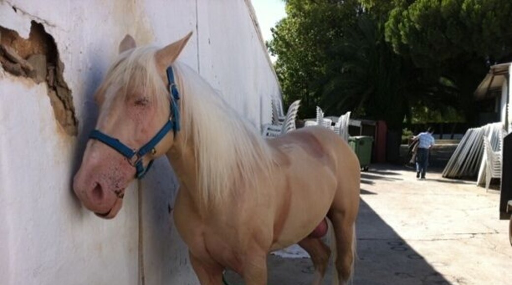 Andalusian horse one of the best in the world to dance