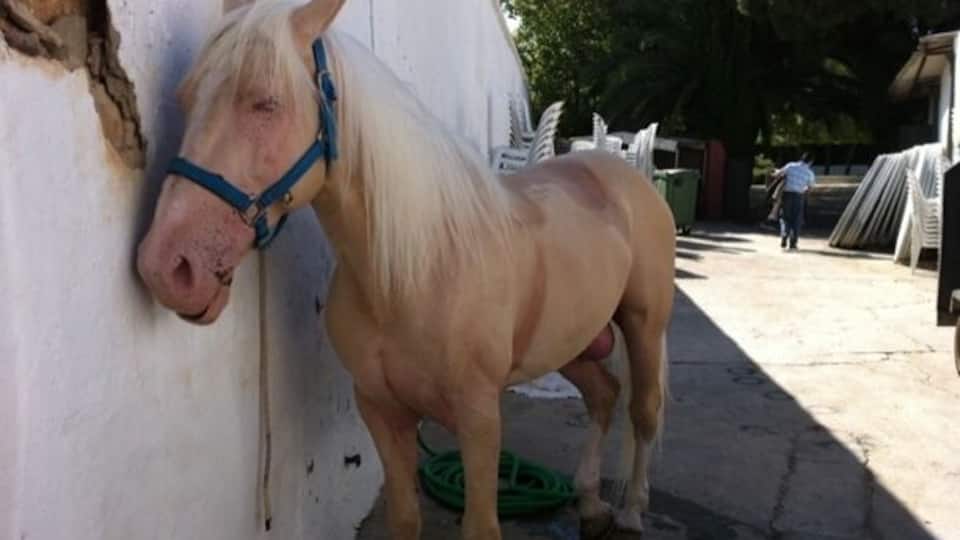 A horse standing next to a wall with a green hose on the ground.