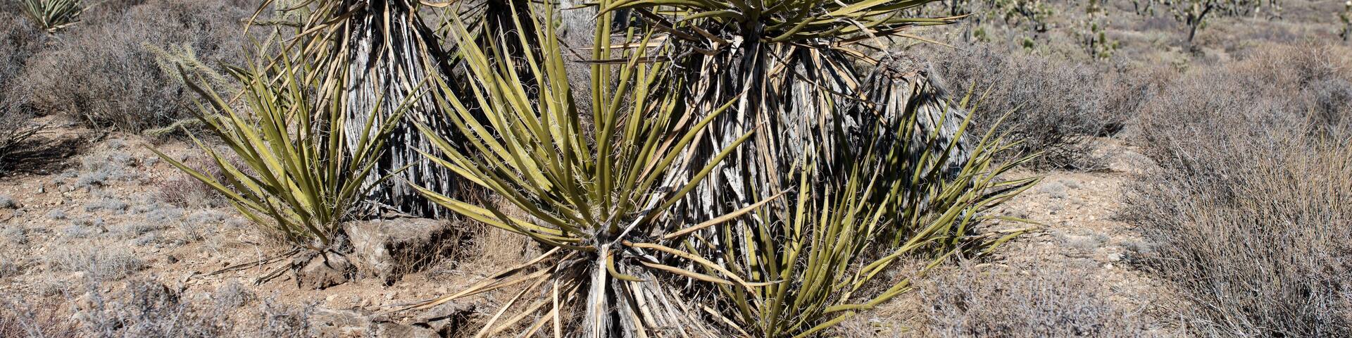 Mojave Yucca (Yucca schidigera) is a large succulent shrub that grows with other Yucca species in Wee Thump Joshua Tree Wilderness Area, Clark County, Nevada