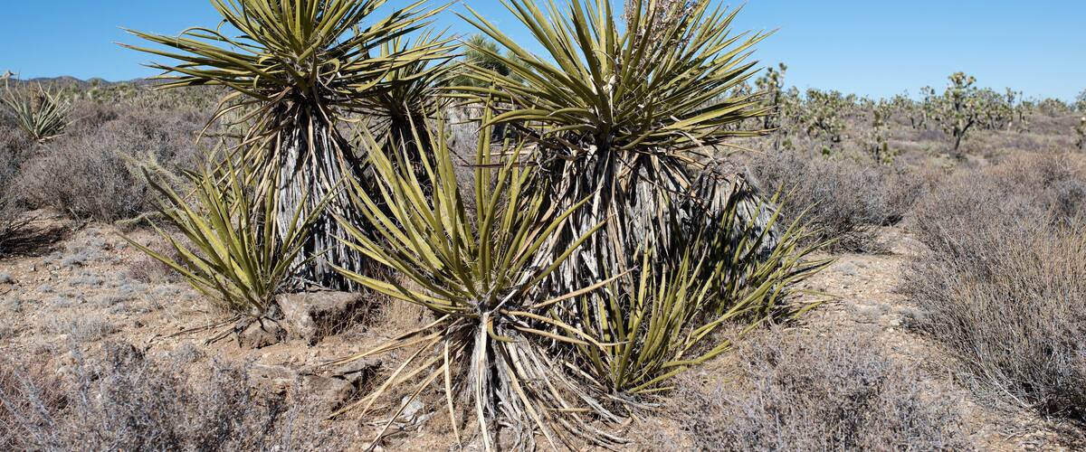 A desert landscape with yucca plants and sparse shrubs.