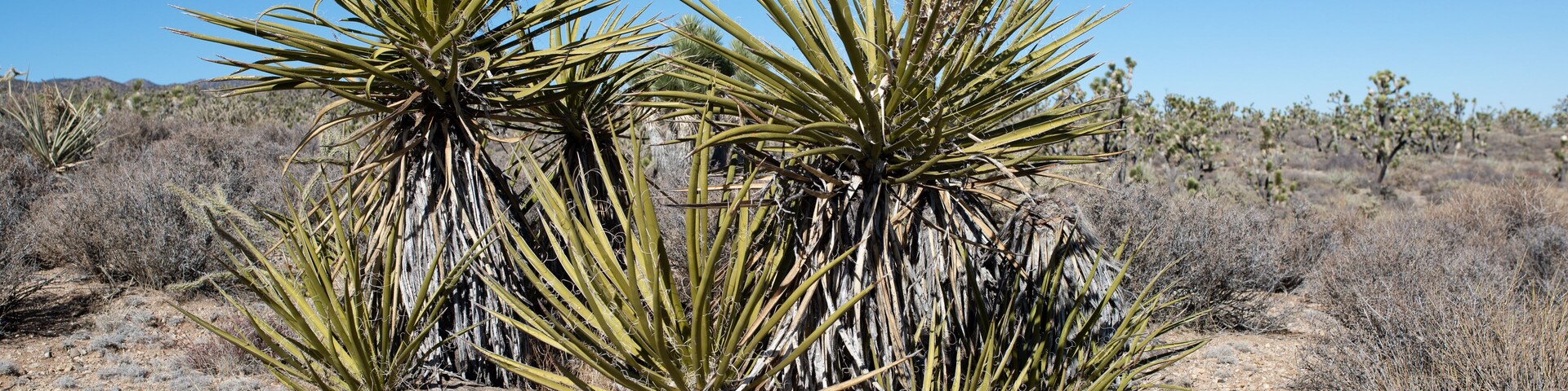A desert landscape with yucca plants and sparse shrubs.