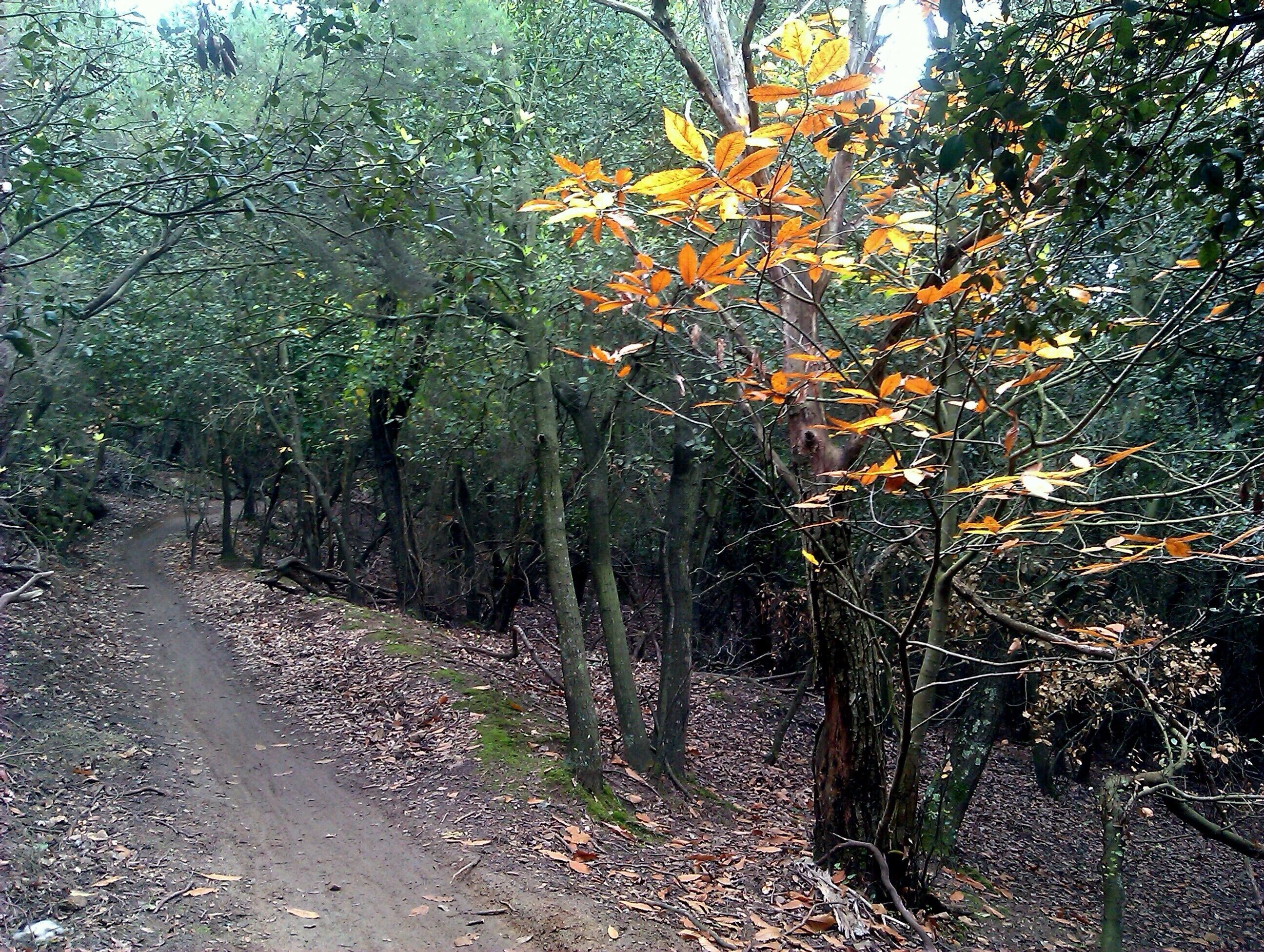 This is a photography of a Site of Community Importance in Spain with the ID: