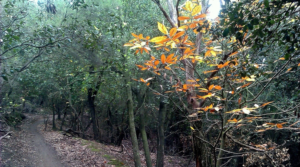 This is a photography of a Site of Community Importance in Spain with the ID: