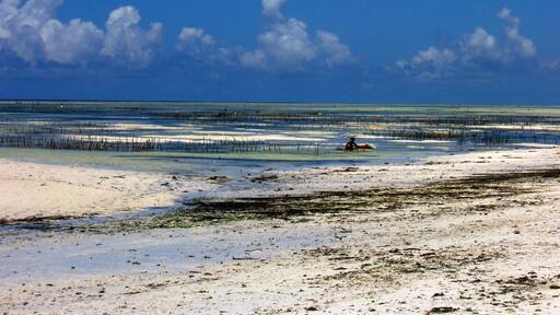 Harvesting seaweed at low tide in Pongwe.