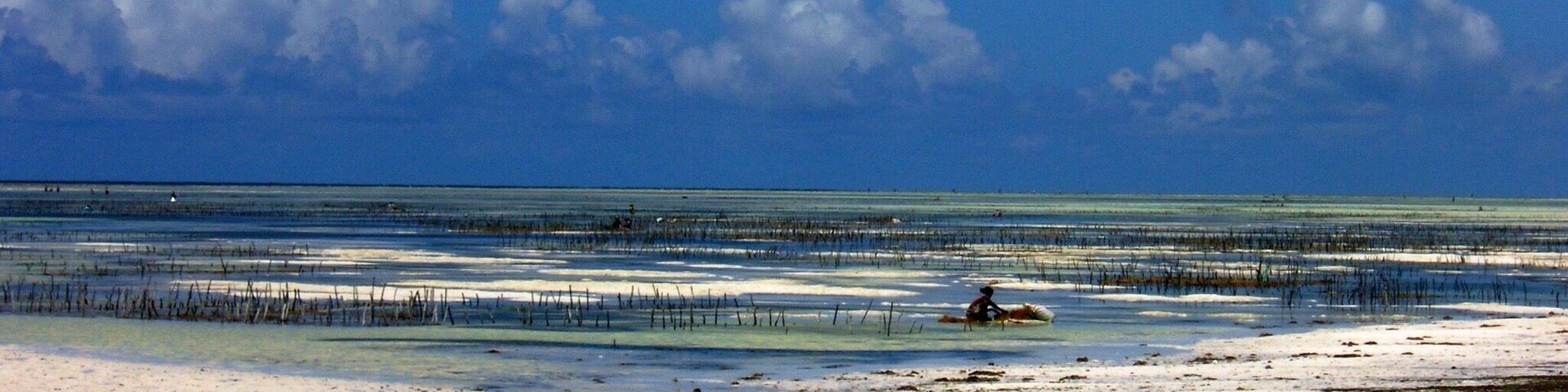 Harvesting seaweed at low tide in Pongwe.