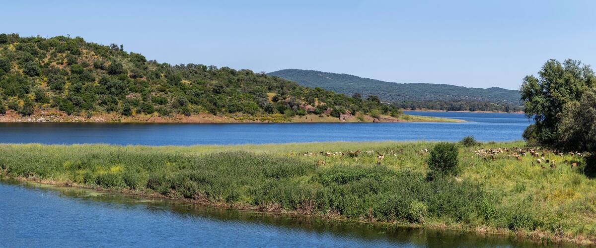 A river with grassy banks and a forested hill in the background.