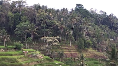 Bali is well known for its rice fields to the extent it was nominated as a World UNESCO Heritage site for its traditional cultivation system. This one that we passed by was not exactly the said site but similar and on the way.
The actual site is known as Jatiluwih Rice Field and is on a grander scale.
Website: http://whc.unesco.org/en/list/1194