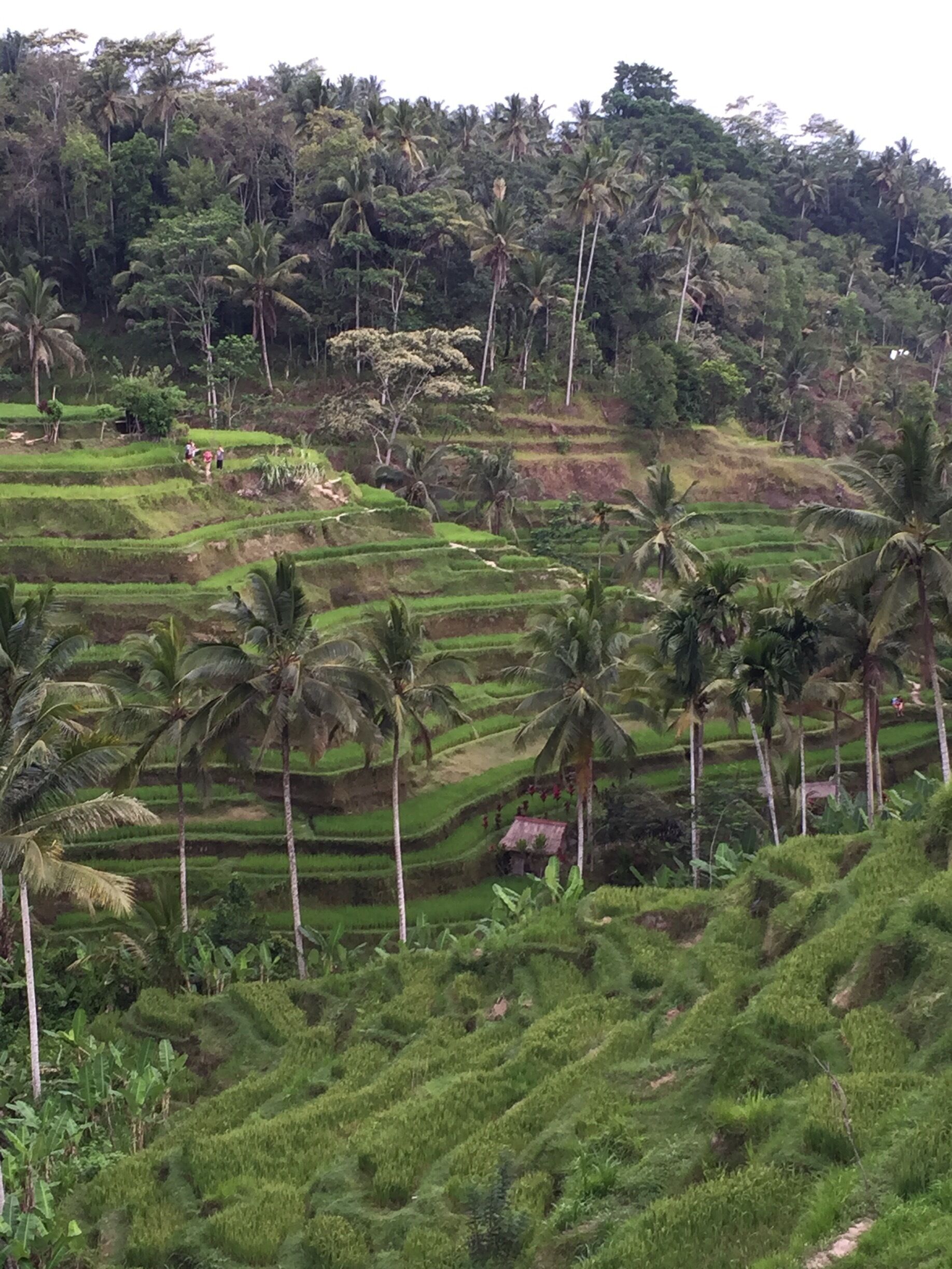 Terraced rice fields, palm trees, and a dense forest in the background.