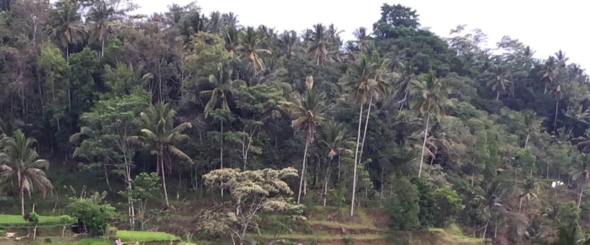 Terraced rice fields, palm trees, and a dense forest in the background.