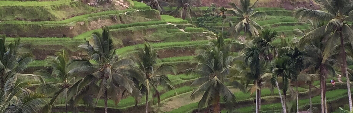 Terraced rice fields, palm trees, and a dense forest in the background.