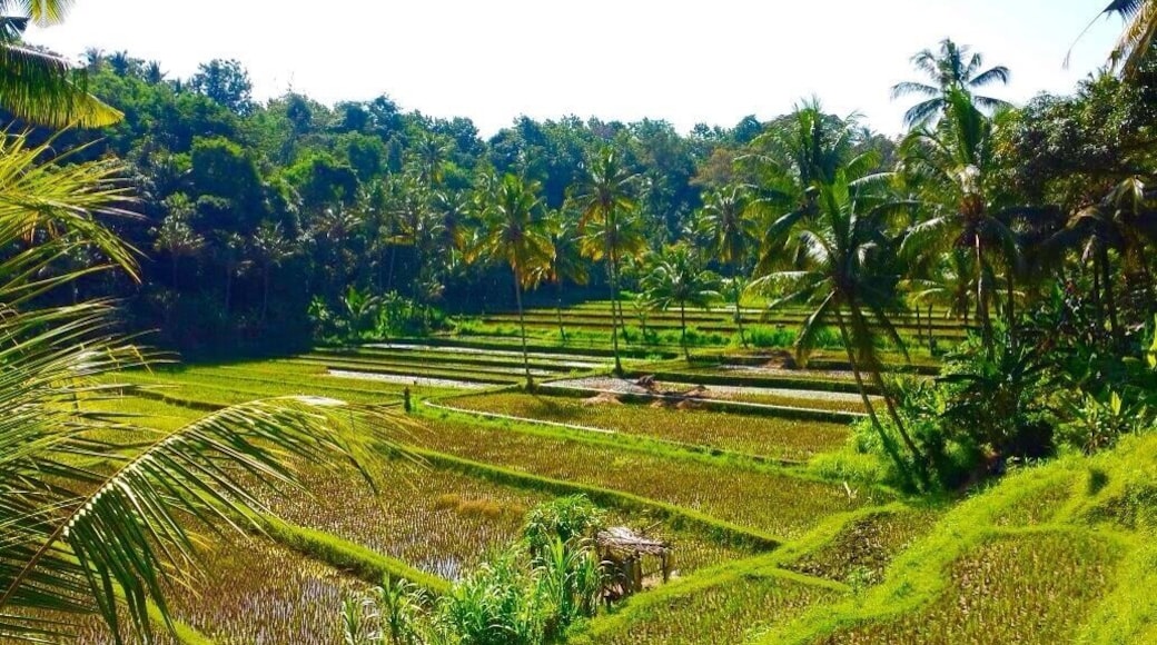 Rice fields in Bali are not only beautiful but makes you realize how Much manual work and effort goes into producing rice....