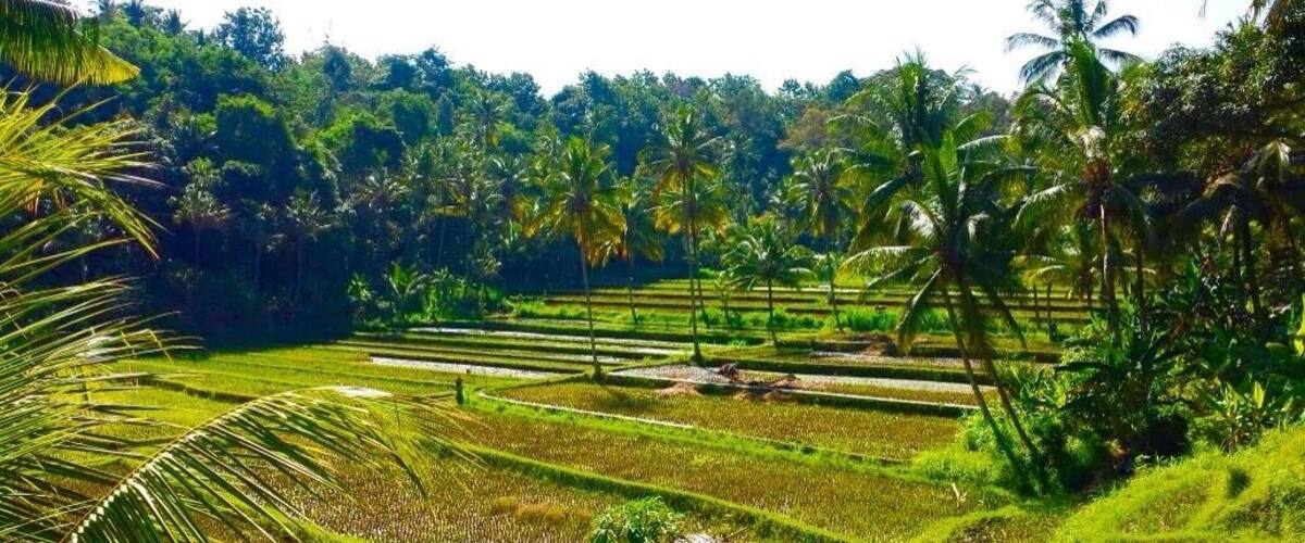 Rice fields in Bali are not only beautiful but makes you realize how Much manual work and effort goes into producing rice....