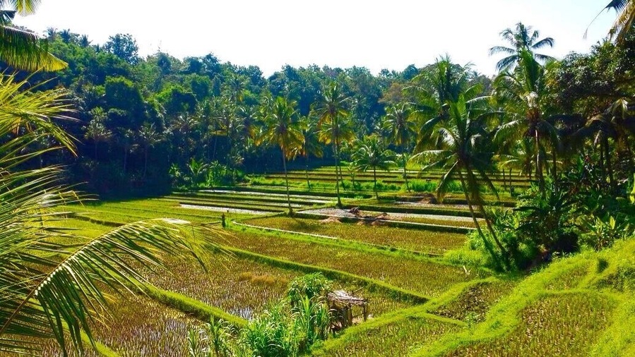 Rice fields in Bali are not only beautiful but makes you realize how Much manual work and effort goes into producing rice....