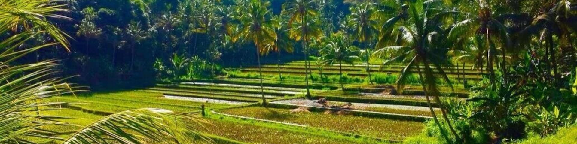Rice fields in Bali are not only beautiful but makes you realize how Much manual work and effort goes into producing rice....