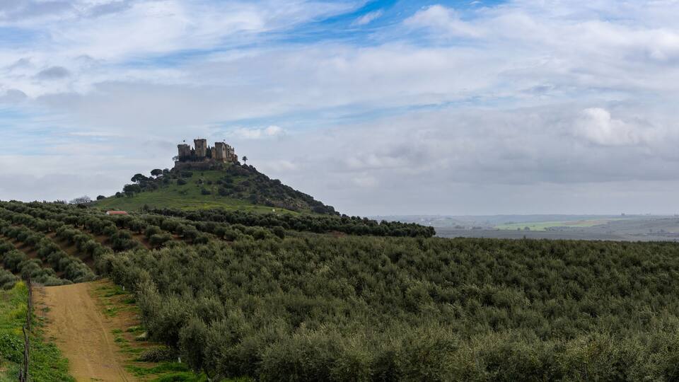 A castle on a hill surrounded by olive groves.