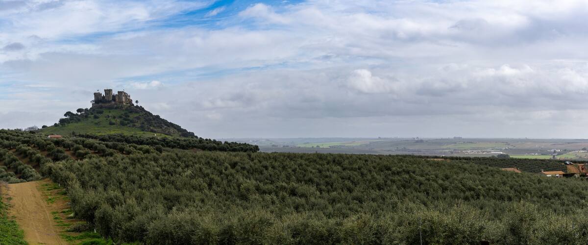 A castle on a hill surrounded by olive groves.