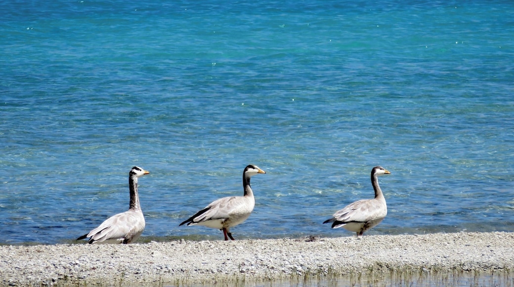 #aquatrove
"I am right behind you"……
They were very sincerely walking in a straight line..and looked so adorable..couldnt reside taking this picture from our vehicle :)
#waterlust