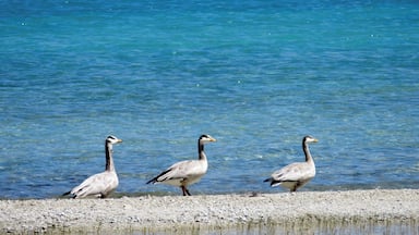 Trois oies se promènent le long d’une rive de galets, au bord d’une étendue d’eau claire et bleue.