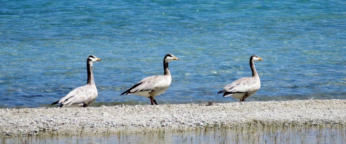 Three geese walking along a pebbly shore by a clear blue body of water.
