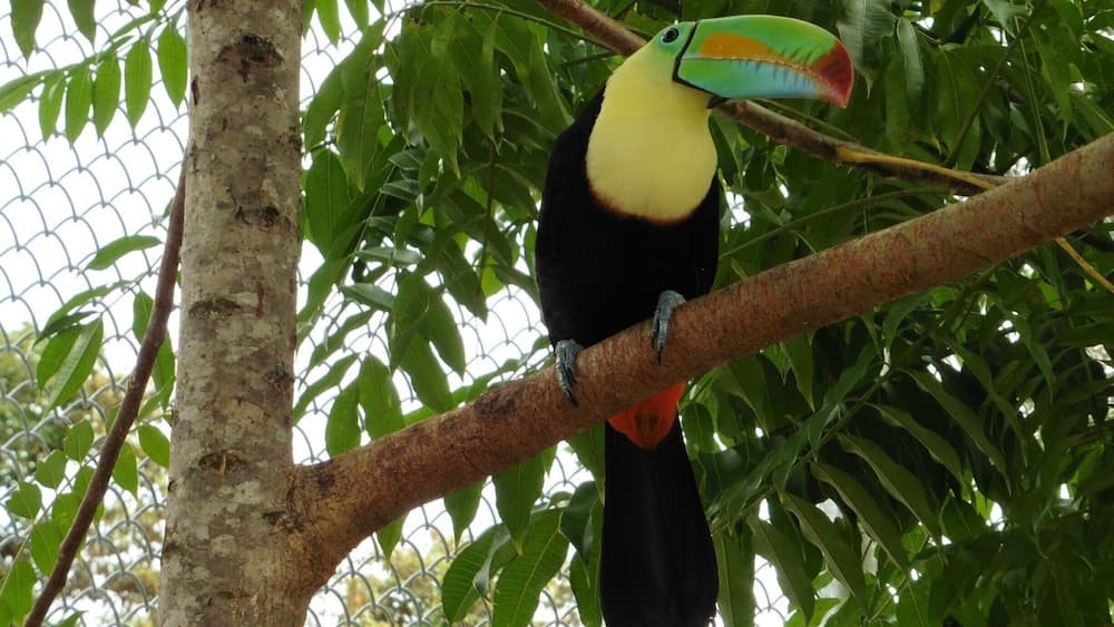 Yes, another toucan picture! I can't help it - these birds and their colorful beaks fascinate me! www.panamaroadrunner.com