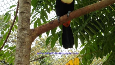 Yes, another toucan picture! I can't help it - these birds and their colorful beaks fascinate me! www.panamaroadrunner.com