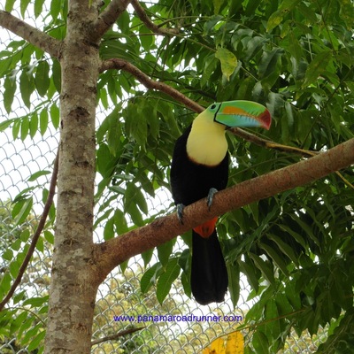 Yes, another toucan picture! I can't help it - these birds and their colorful beaks fascinate me! www.panamaroadrunner.com