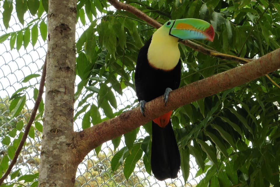 A toucan perched on a tree branch.
