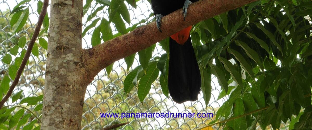 A toucan perched on a tree branch.