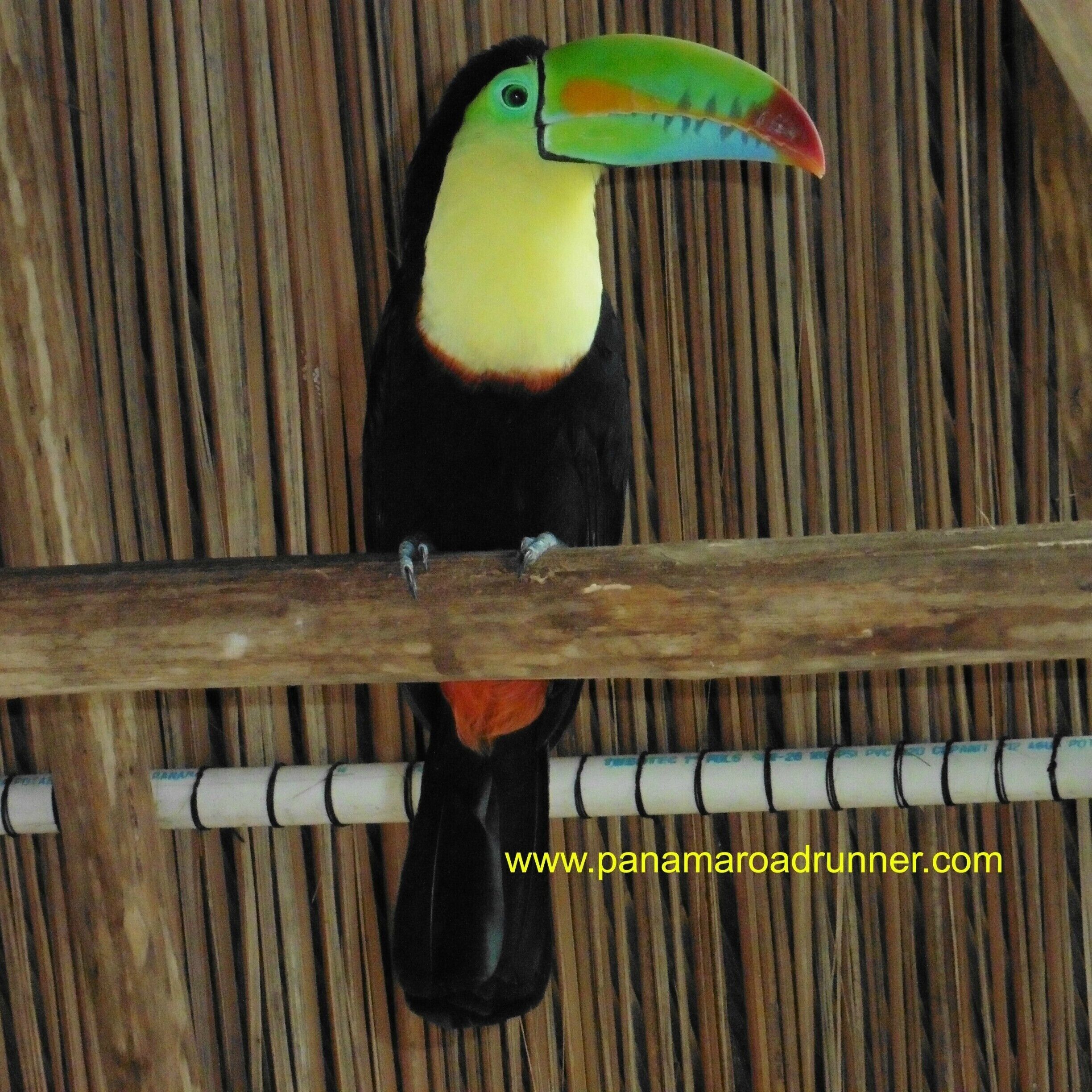Feeding bananas to this toucan was one of those experiences in life that I will never forget.  I was a little intimidated by the beak opening so near my fingers, but this guy was very gentle.  We go to Portobelo with guests regularly and Safaricks Zoo is one of the attractions they can choose to visit!  Panama Roadrunner Secure Transport.