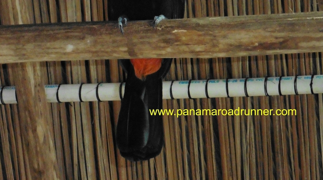 Feeding bananas to this toucan was one of those experiences in life that I will never forget. I was a little intimidated by the beak opening so near my fingers, but this guy was very gentle. We go to Portobelo with guests regularly and Safaricks Zoo is one of the attractions they can choose to visit! Panama Roadrunner Secure Transport.