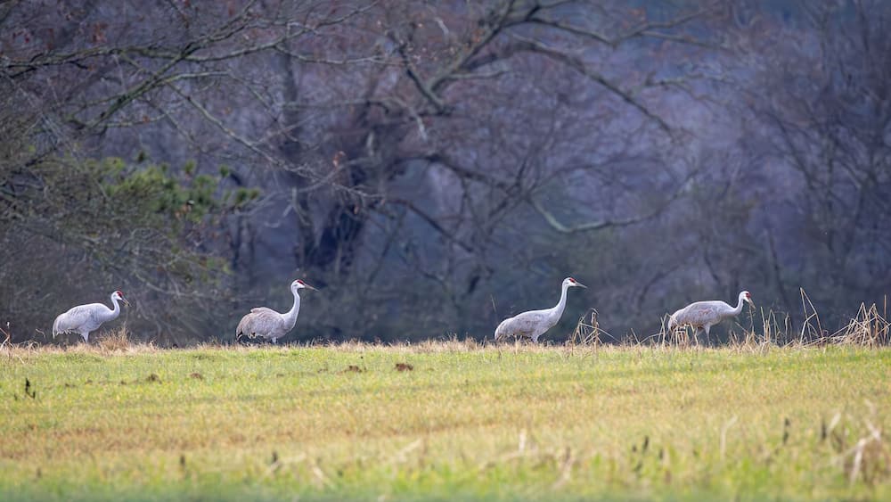 Sandhill Cranes foraging in tall grass at Hiwassee Sandhill Crane Refuge in Tennessee. Large North American migratory crane in habitat.