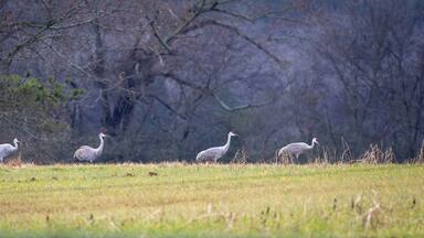 A group of birds walking in a grassy field with trees in the background.