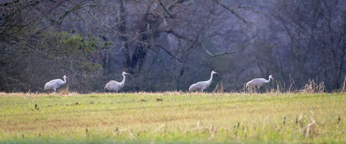 Sandhill Cranes foraging in tall grass at Hiwassee Sandhill Crane Refuge in Tennessee. Large North American migratory crane in habitat.